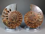 Ammoniet - Topkwaliteit - gesegmenteerd - Gefossiliseerd