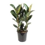 Ficus Elastica Robusta - Ø27cm - 85cm, Verzenden