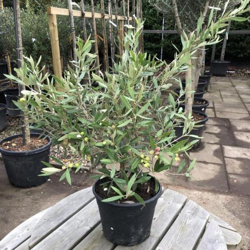 Olijfstruik - Olea europaea - Hoogte: 50 cm, Tuin en Terras, Planten | Bomen, Ophalen of Verzenden