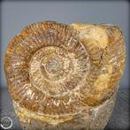 Zeer zeldzaam! Grote gefossiliseerde ammoniet in septarische, Nieuw