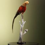Fazant Taxidermie volledige montage - Chrysolophus pictus -, Nieuw