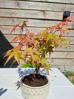 Japanese maple bonsai (Acer palmatum) - Hoogte (boom): 25 cm