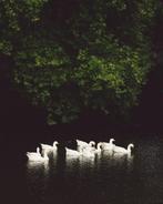 Marta Romashina - Les Cygnes of Normandie, Antiek en Kunst