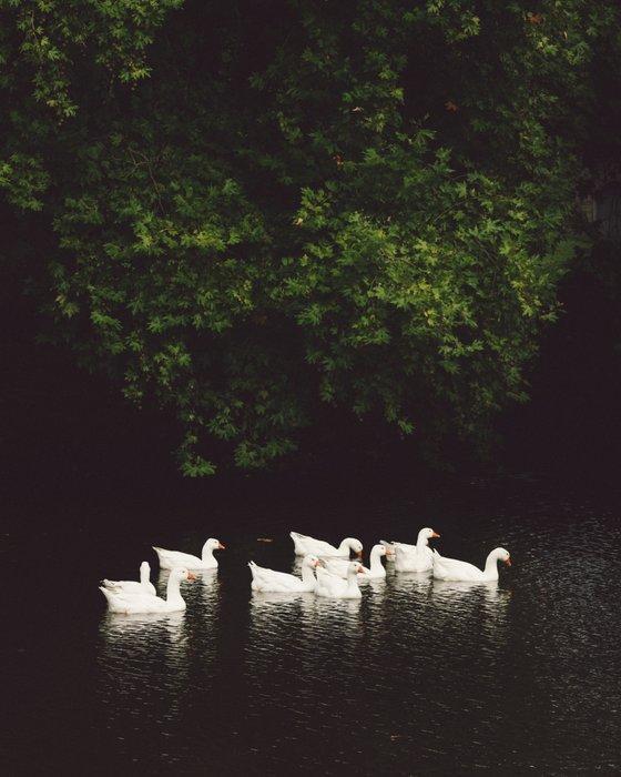 Marta Romashina - Les Cygnes of Normandie, Antiek en Kunst, Kunst | Designobjecten