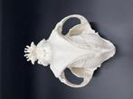 Hond Schedel - Engelse bulldog - 0 cm - 0 cm - 0 cm - (1), Nieuw