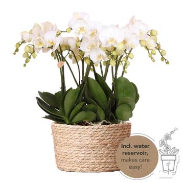 Kolibri Orchids | witte orchideeënset in Reed Basket incl. w beschikbaar voor biedingen