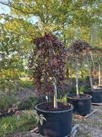 Fagus sylvatica atropurpurea pendula treurbeuk, Ophalen