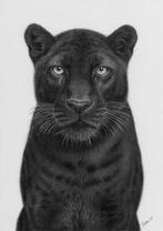 Schu - Black panther