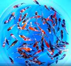 Sakamaki 13-16cm (Japanse Koi), Karper of Koi