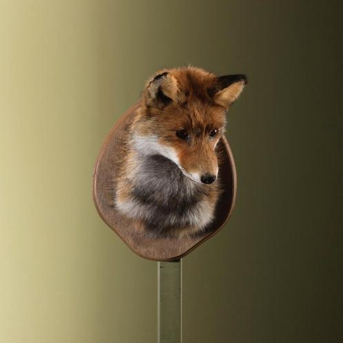 Vos Taxidermie Opgezette Dieren By Max, Verzamelen, Dierenverzamelingen, Opgezet dier, Nieuw, Wild dier, Ophalen of Verzenden
