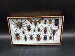Lijst- XL - Echte Insecten - Hout, Glas, Antiek en Kunst