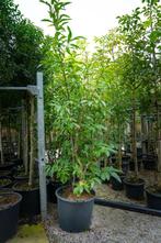 Castanea sativa meerstammig 300-350