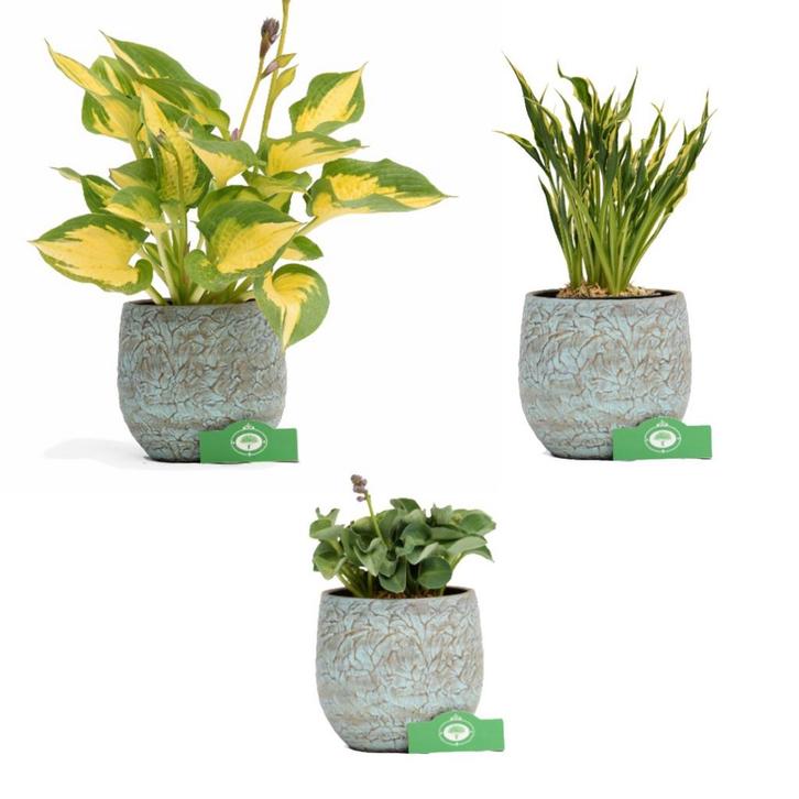 Hostas + Pot 19cm 3 stuks, Tuin en Terras, Planten | Fruitbomen, Verzenden