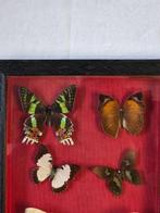 Vlinder Taxidermie volledige montage - Argema Mittrei - 53