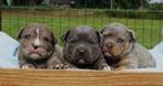 Old English Bulldog-pups, binnenkort beschikbaar!, Parvo, Nederland, 8 tot 15 weken, Bulldog