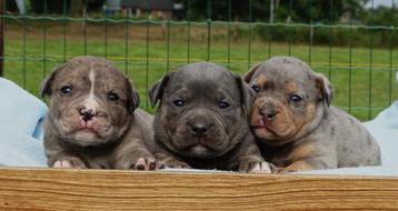 Old English Bulldog-pups, binnenkort beschikbaar! beschikbaar voor biedingen
