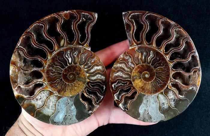 Ammoniet - Gefossiliseerd dier - Aioloceras (Cleoniceras), Verzamelen, Mineralen en Fossielen