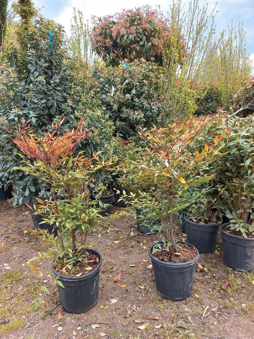 Nandina domestica hemelse bamboe, Tuin en Terras, Planten | Struiken en Hagen, Ophalen