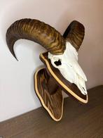 Mouflon Schedel van een zoogdier - Ovis gmelini - 50 cm - 40