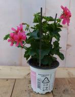 3 stuks! Oostenrijkse geranium hangplant roze - Warentuin Na, Verzenden