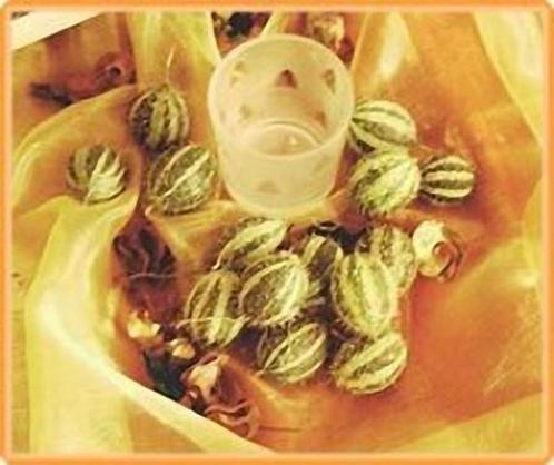 Cucumis myriocarpus = sier - basiseenheid sie, Hobby en Vrije tijd, Knutselen, Nieuw, Ophalen of Verzenden