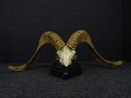 Argali Sheep Schedel - Ovis ammon (with legal transfer) - 0, Nieuw
