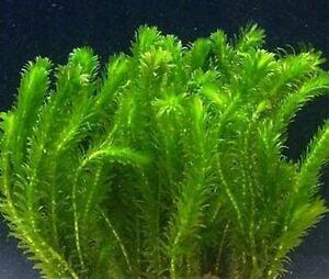 Elodea Densa - zuurstof aquariumplant (Aquariumplanten) beschikbaar voor biedingen