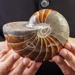 Uitzonderlijk Aragoniet Nautilus Fossiel - Een Tijdloze