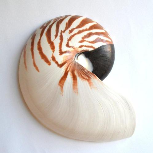 Nautilus Schelpdier - Nautilus pompilius (Zonder, Verzamelen, Dierenverzamelingen