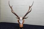 Sika Deer Schedel met gewei - Cervus nippon - 40 cm - 55 mm, Nieuw