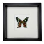 Vlinder Taxidermie volledige montage - Urania Ripheus - 27