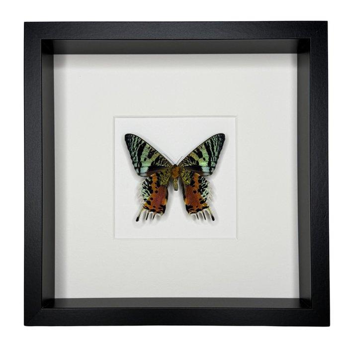 Vlinder Taxidermie volledige montage - Urania Ripheus - 27, Antiek en Kunst, Curiosa en Brocante