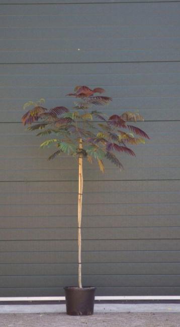 2 stuks! Rode Perzische slaapboom Albizia julibrissin Summer beschikbaar voor biedingen