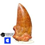 Dinosaurus - Fossiele tand - Nicely Preserved