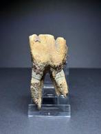 Wolharige neushoorn - Fossiele kies - Coelodonta