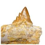 Mooi bewaard Basilosauride cf. Pappocetus (Walvisachtige