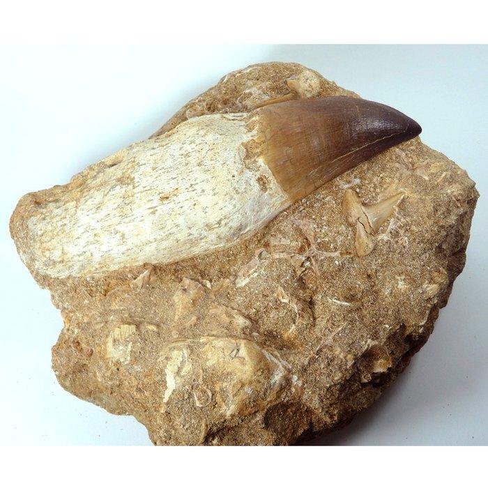Mosassoor tand + haaien teek en coproliet - Fossiele tand -, Verzamelen, Mineralen en Fossielen