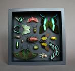 Vlinder Taxidermie volledige montage - Papilio, Nieuw