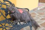 Steiff: Diva de perzische kat, EAN 2835/35 - Pluche dier -, Antiek en Kunst, Antiek | Speelgoed