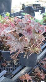 Heuchera Palace Purple / Leuchtkafer purpurklokje, Tuin en Terras, Zomer, Vaste plant, Ophalen of Verzenden