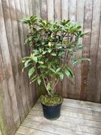 Bod gevraag  B-KeusPartij 50 stuks Rhododendron 80-100cm, Rhododendron, Haag, Minder dan 100 cm