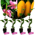 Passiflora tarminiana + pot 9cm 4 pcs, Verzenden, Volle zon