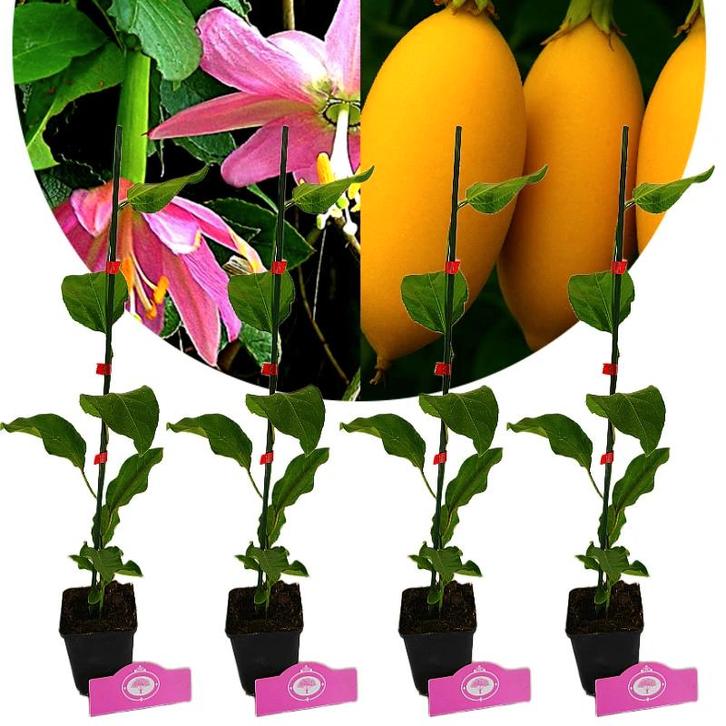 Passiflora tarminiana + pot 9cm 4 pcs, Tuin en Terras, Planten | Fruitbomen, Volle zon, Verzenden