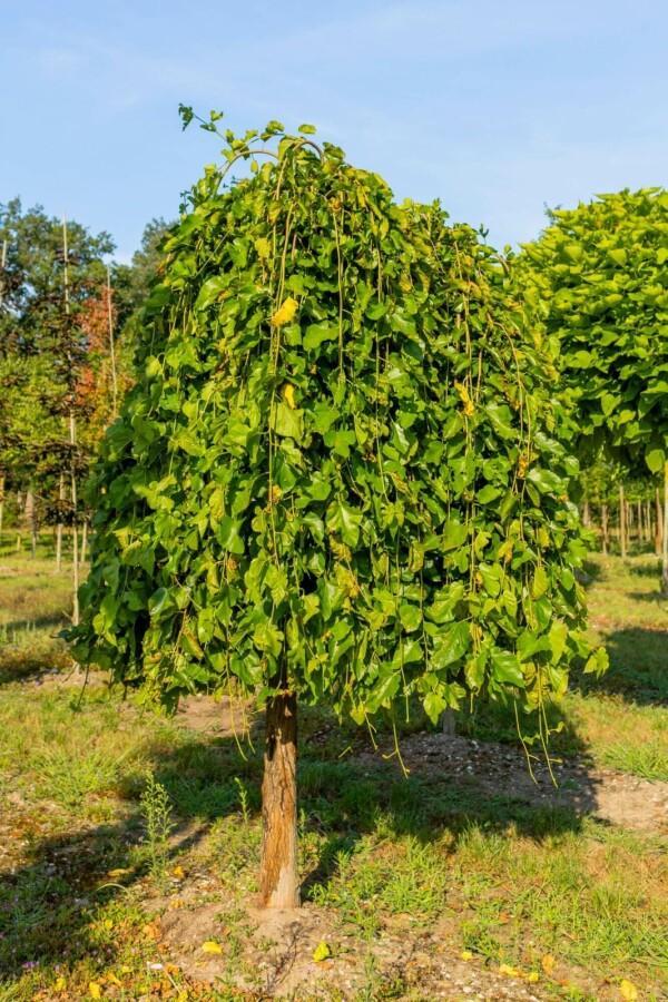 Morus alba Pendula halfstam 12/14 150cm stam, Tuin en Terras, Planten | Tuinplanten