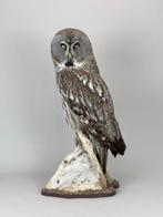 Bartkauz Taxidermie volledige montage - Strix nebulosa - 72, Nieuw
