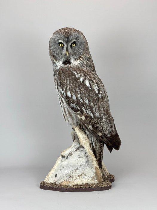 Bartkauz Taxidermie volledige montage - Strix nebulosa - 72, Verzamelen, Dierenverzamelingen