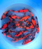 Hirasawa Marusei 28-35cm (Japanse Koi), Dieren en Toebehoren, Vissen | Vijvervissen, Karper of Koi