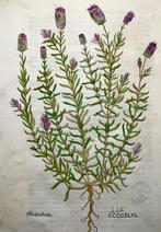 Leonhard Fuchs - Large folio with large woodcut, Lavender