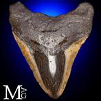 Fossiele Megalodon-tand – Miocene – Pliocene (ongeveer 23 –