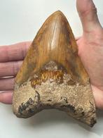 Enorme Megalodon tand 13,9 cm - Fossiele tand - Carcharocles